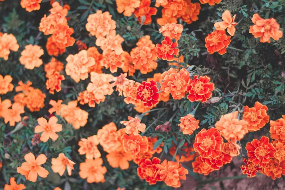 Flores de tonos azafrán y naranja